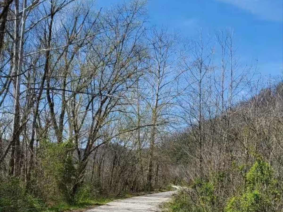 Bowen Service Road trail photo