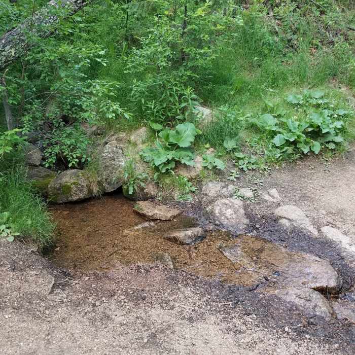 A small creek or seep near the junction of Spring Creek Trail and Mid-Columbine Trail. Near Spring Creek Trail