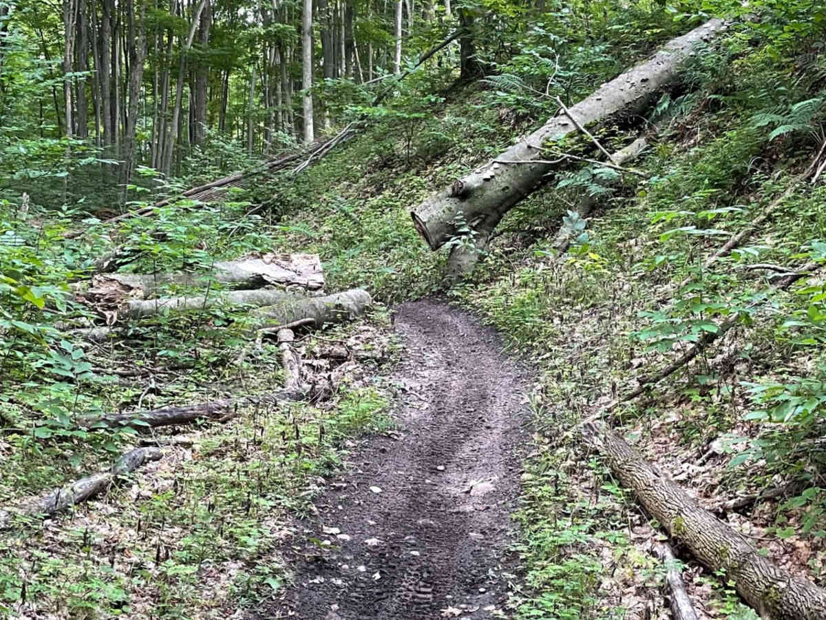 Tomahawk B Loop - Blackberry Ridge Section trail photo