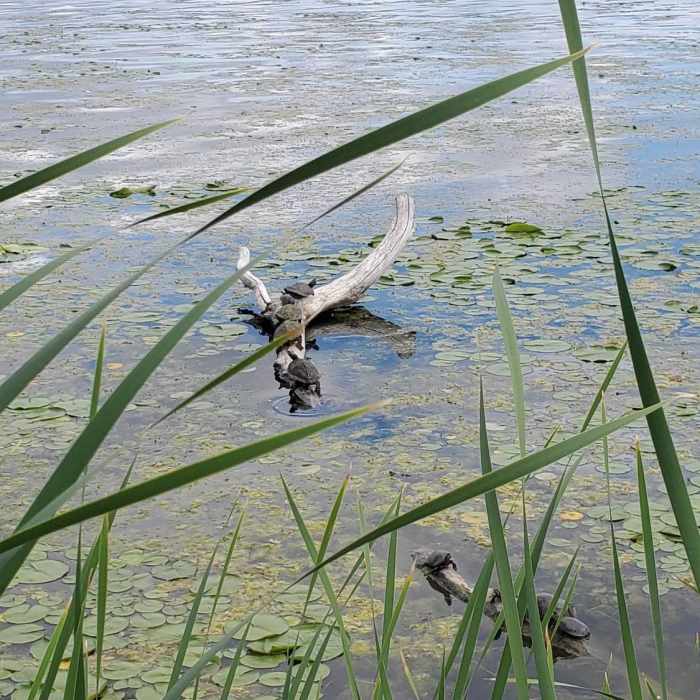 Turtles basking on logs Near Inner Harbour There-And-Back