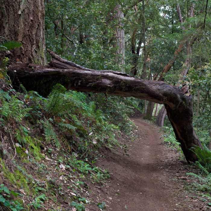 Near Bay Area Ridge Trail: Wunderlich to Huddart County Park