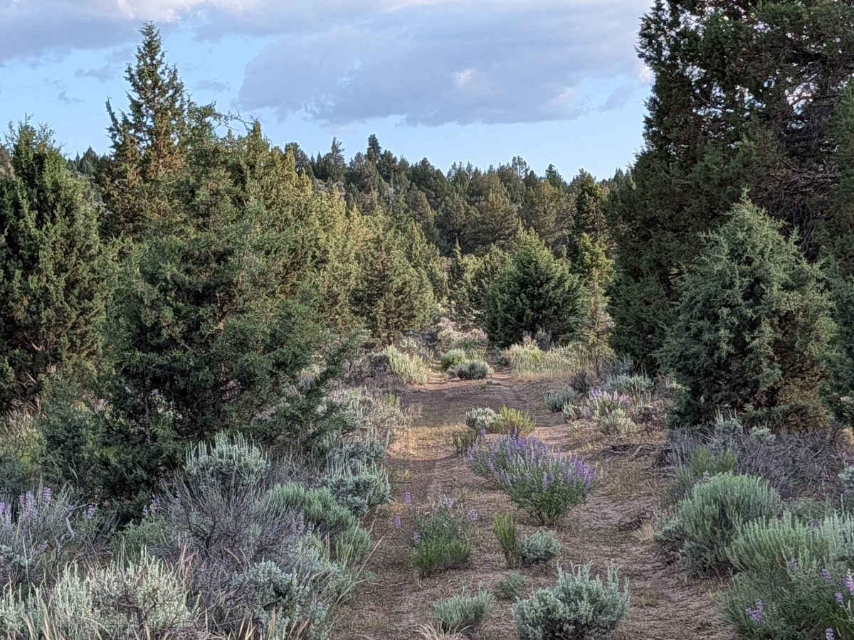 Bento Butte - FS 46N22 photo 6