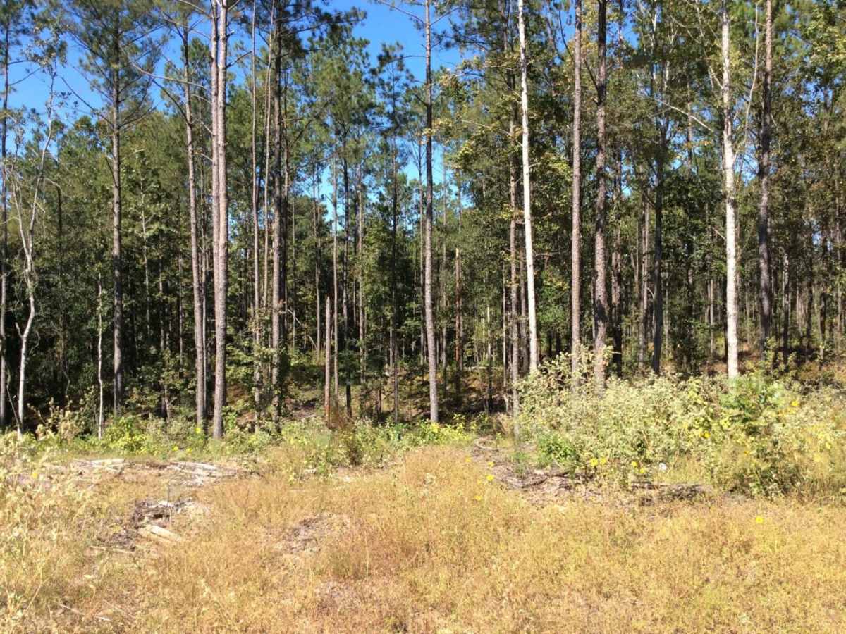 Eastern Evangeline District Trail photo 5