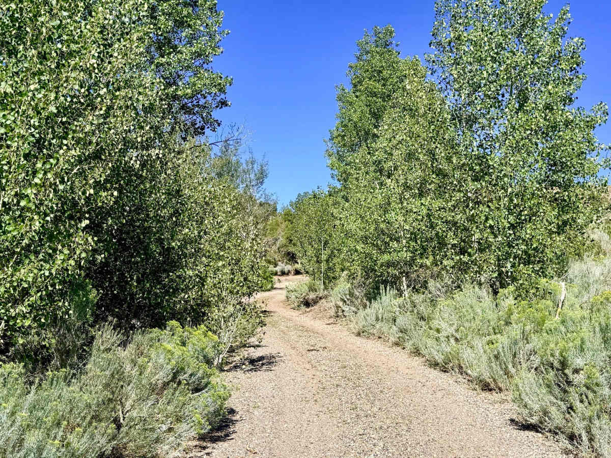  Longhair Smith Canyon - FS 57089 photo 4