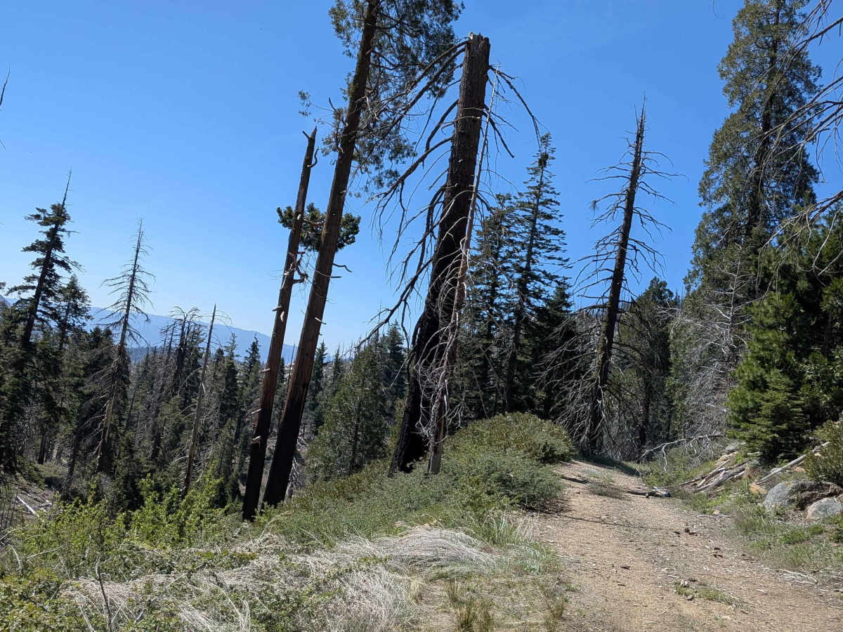 Sunday Peak Trail photo 3