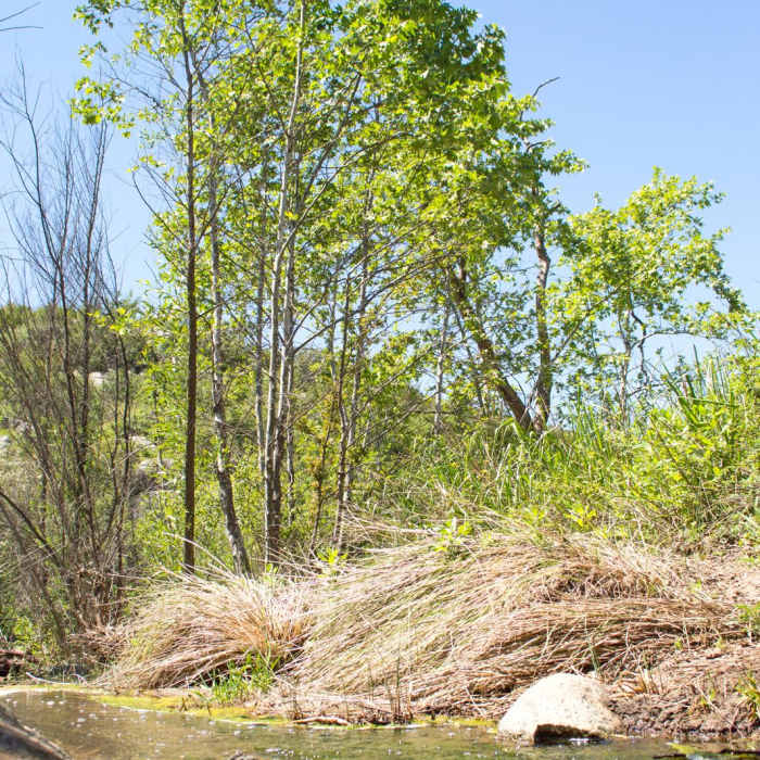 Near Horse Thief Loop + Historic Flume Trail