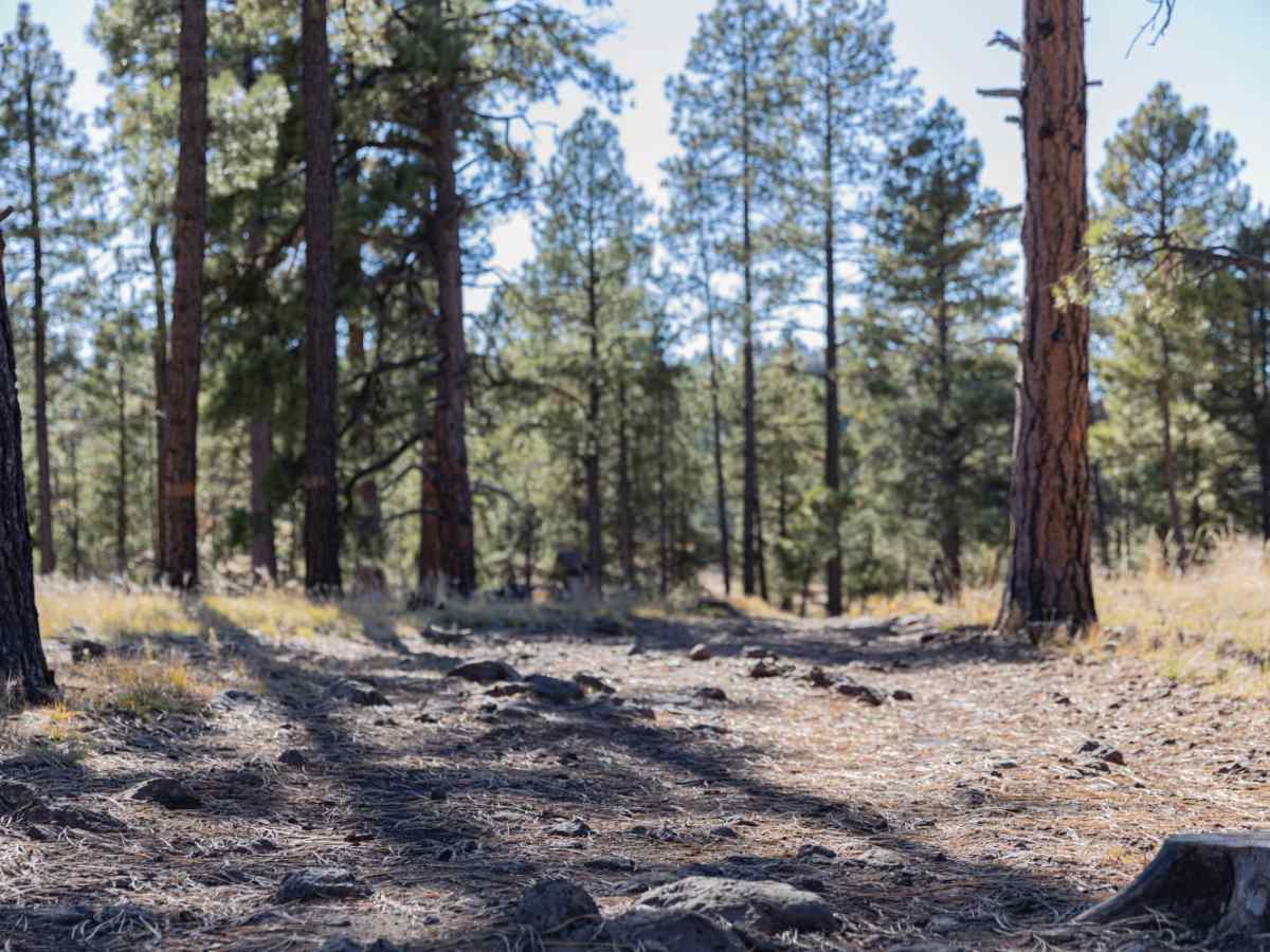 Firewood Camping Trail trail photo