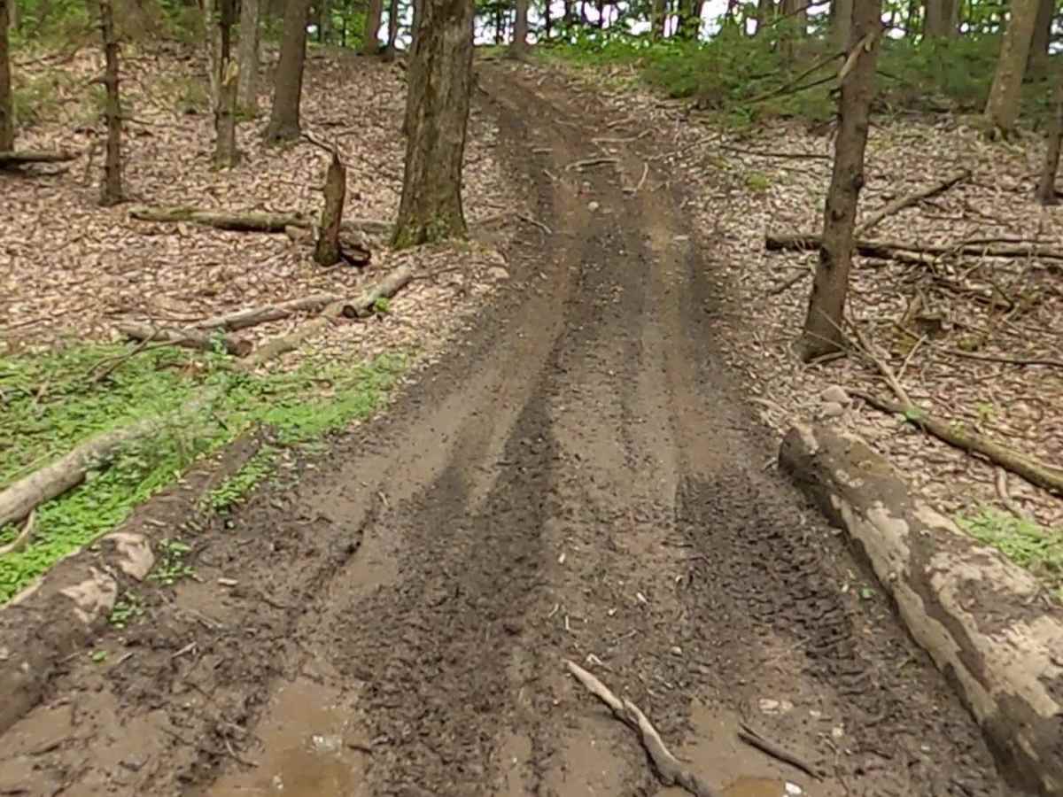 Lewis County Area A - Blue Trail trail photo