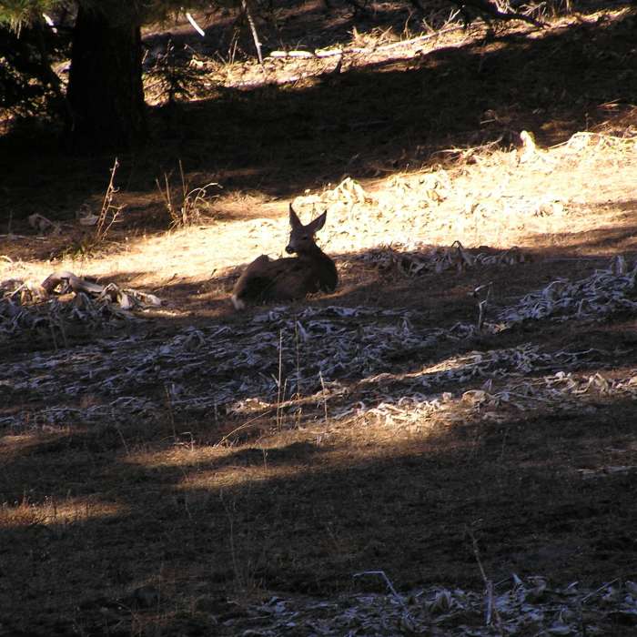 Near Round Mountain Trail (#805)