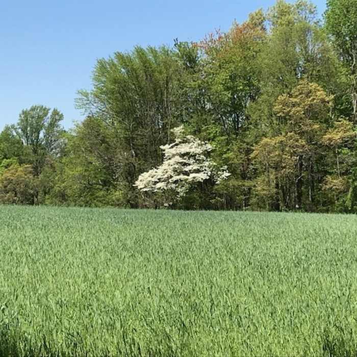 A dogwood across a meadow Near Clayton Park Loop