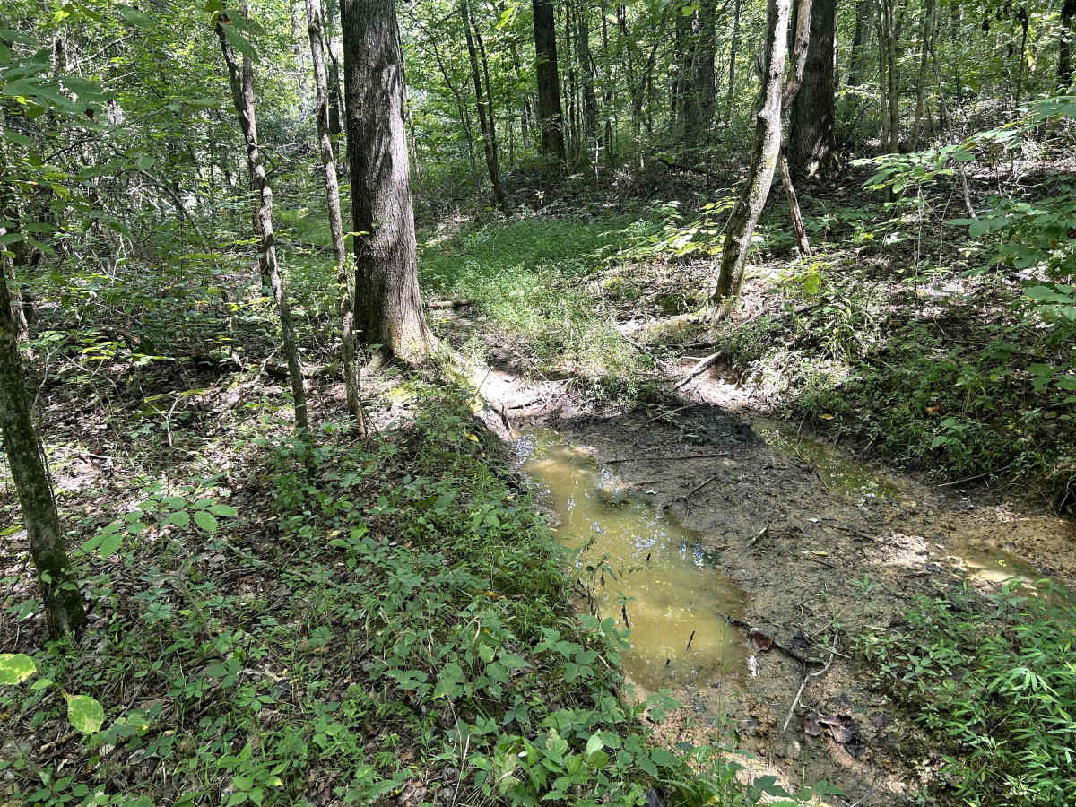 Kaskaskia Woods Trail photo 5