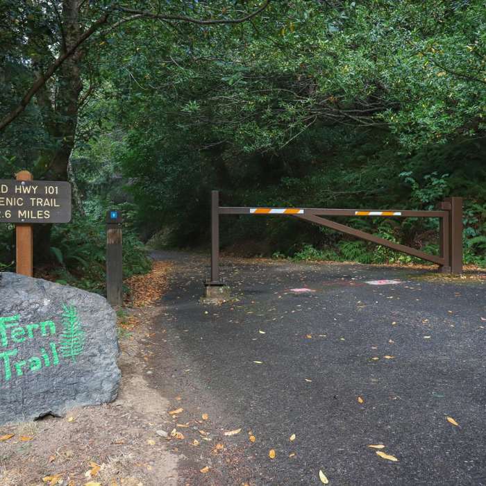 Near Fern Trail Near Fern Trail