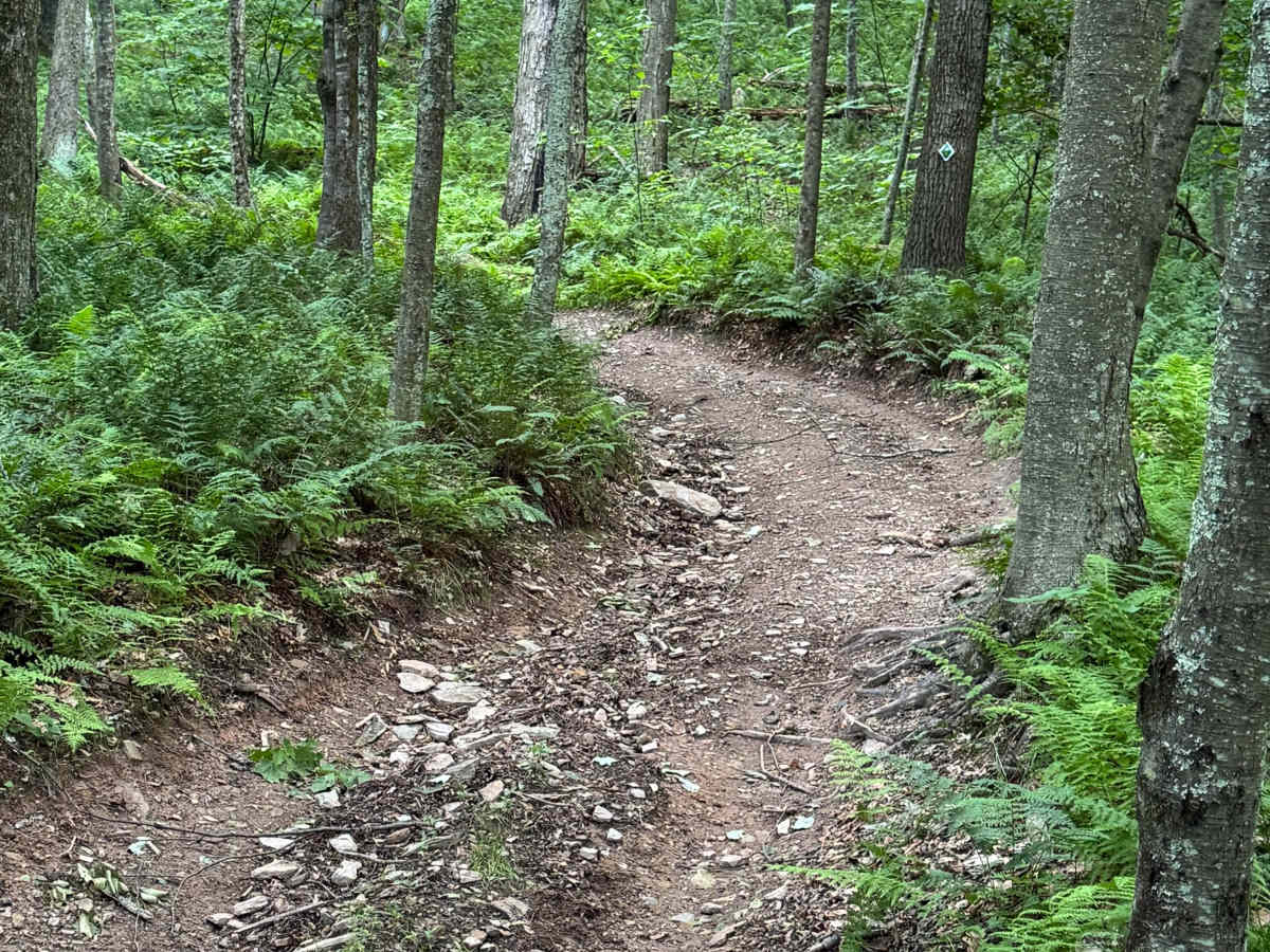 Spruce Lane photo 5