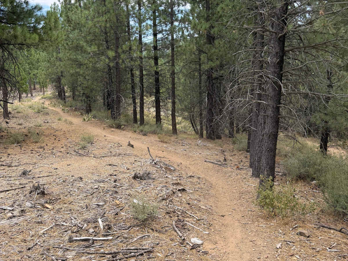#8 trail photo