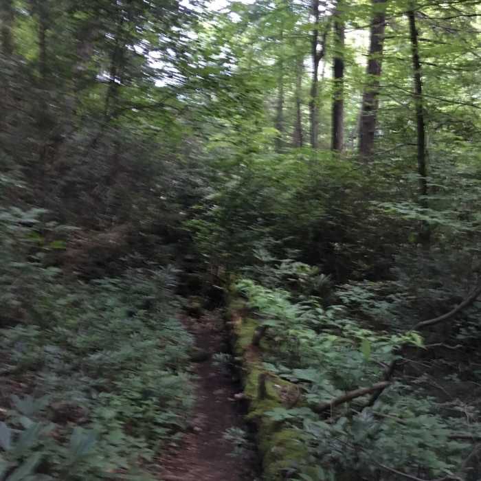 Near Lover's Leap Trail
