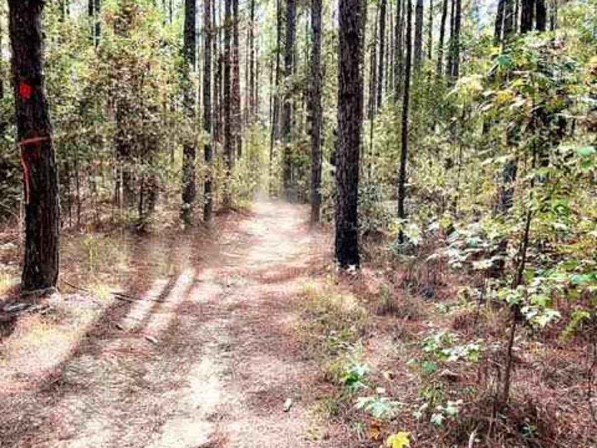 Hickman Trail photo 4