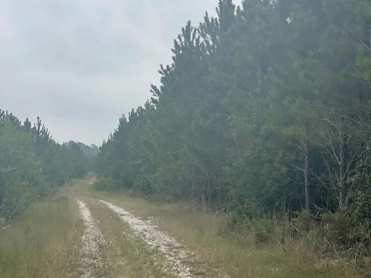 The Pines  trail photo