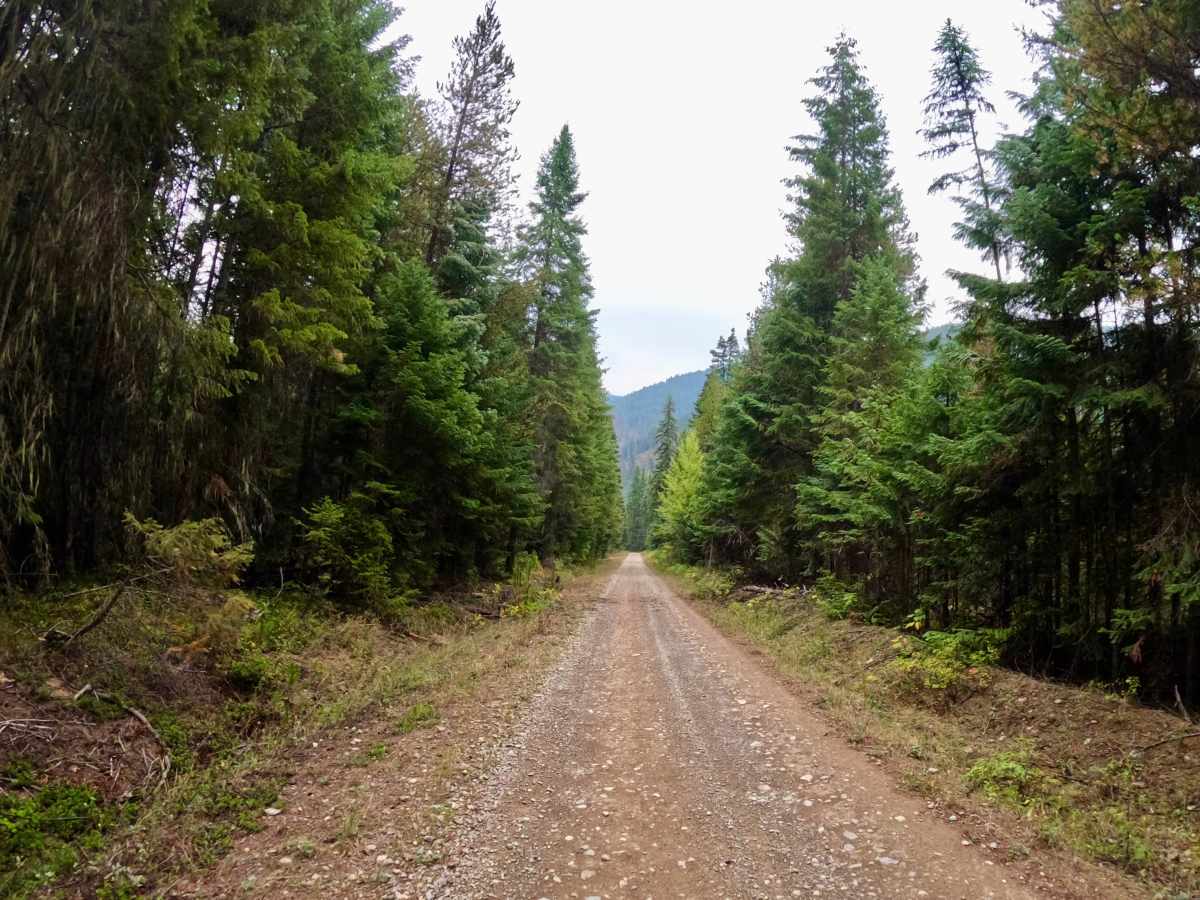 South Fork Little Joe Creek - FS 221 photo 3