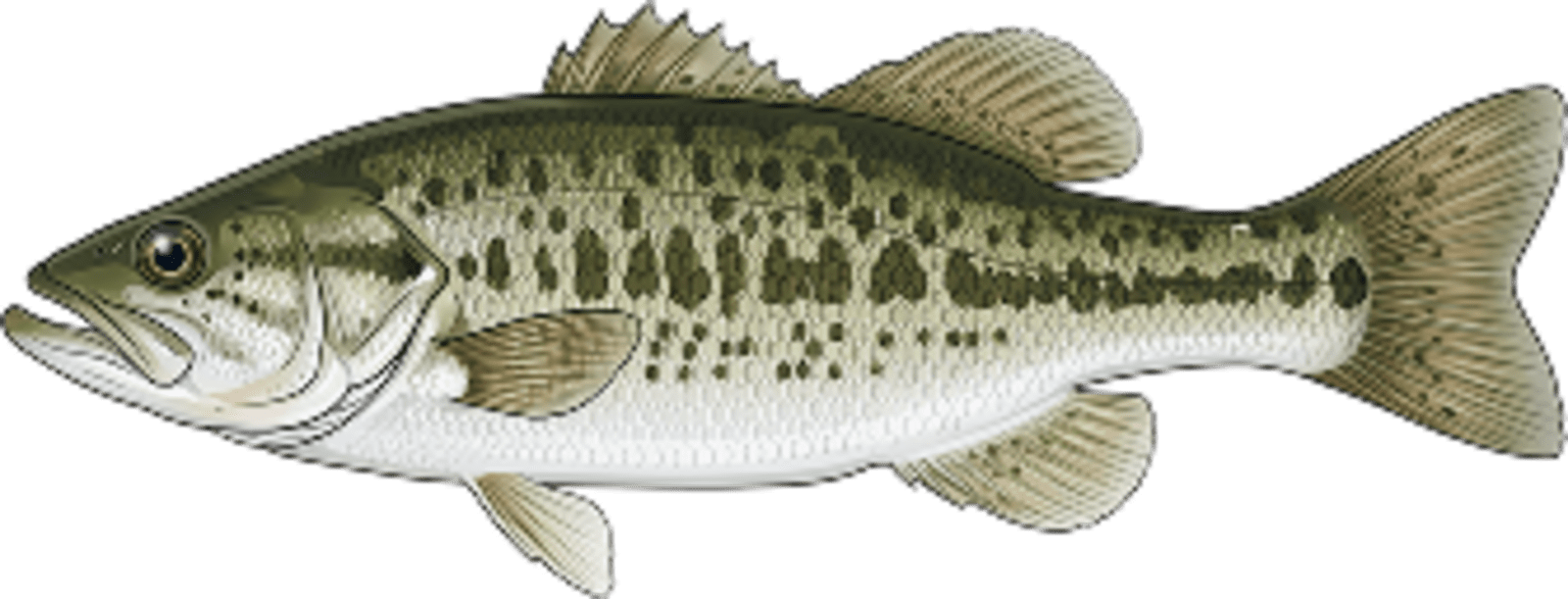 Spotted bass