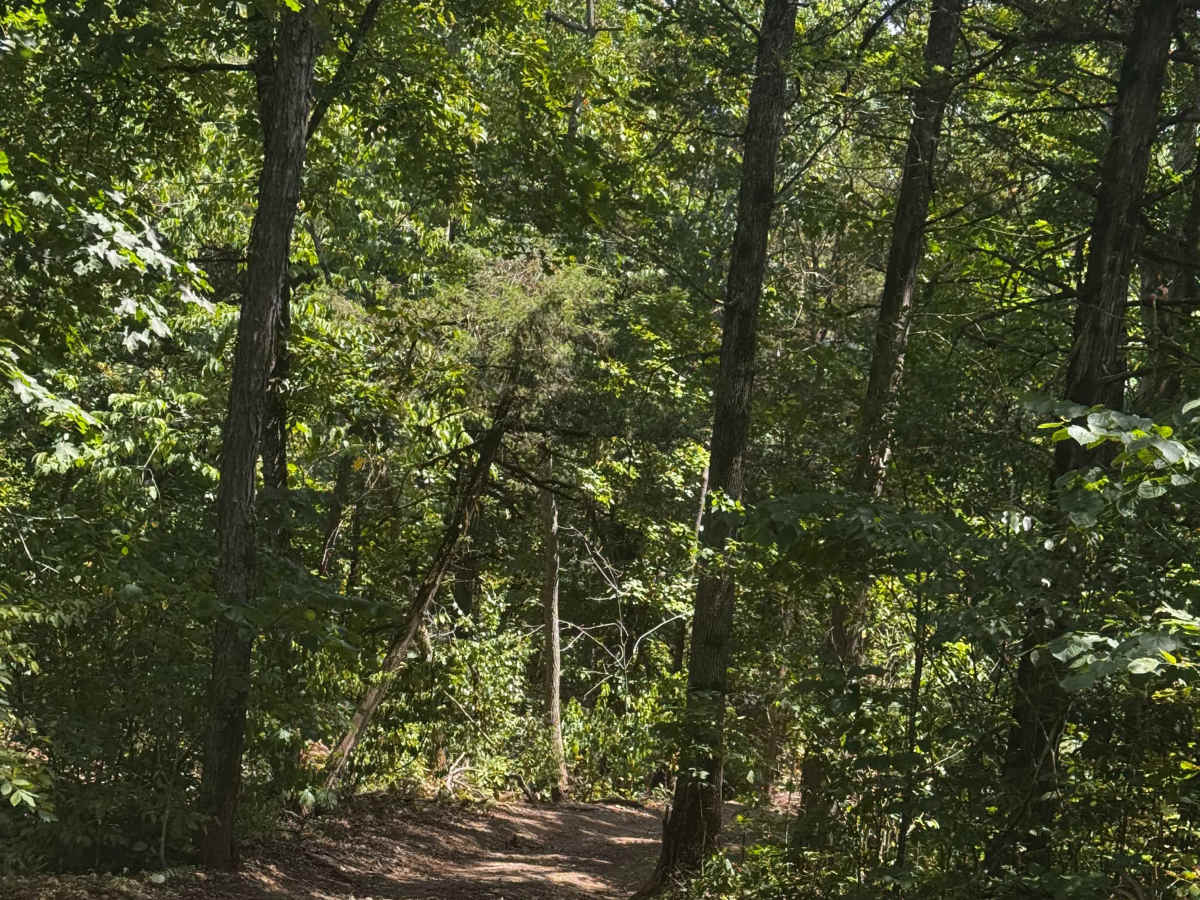 Short Cut to Trail Map trail photo