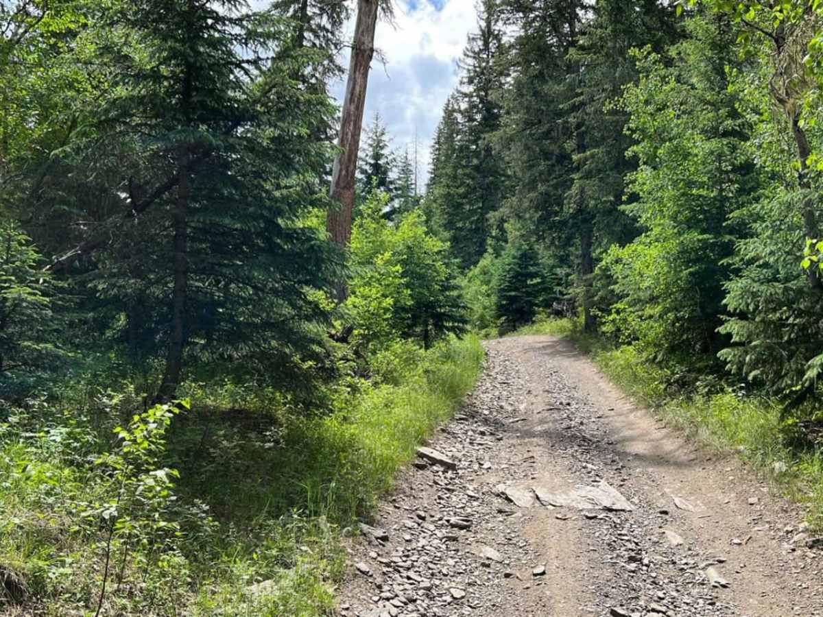 Spaw Gulch - FSR#606 photo 5
