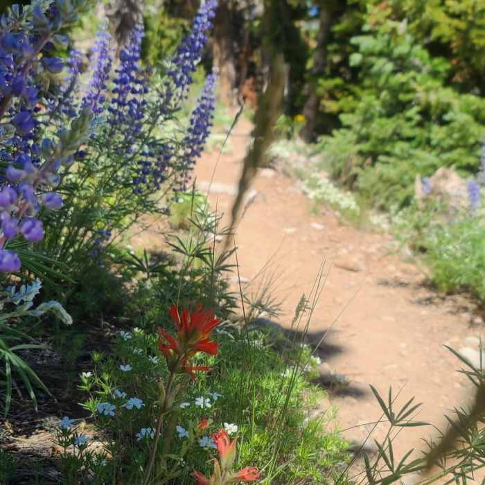 Near Bonanza Peak Out and Back