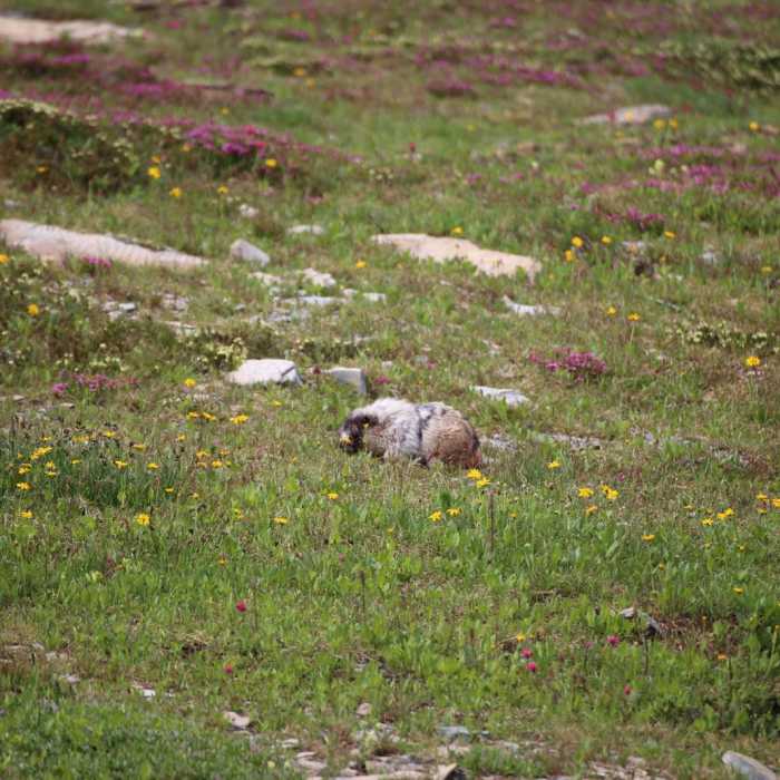 Near Hidden Lake Hanging Garden Trail