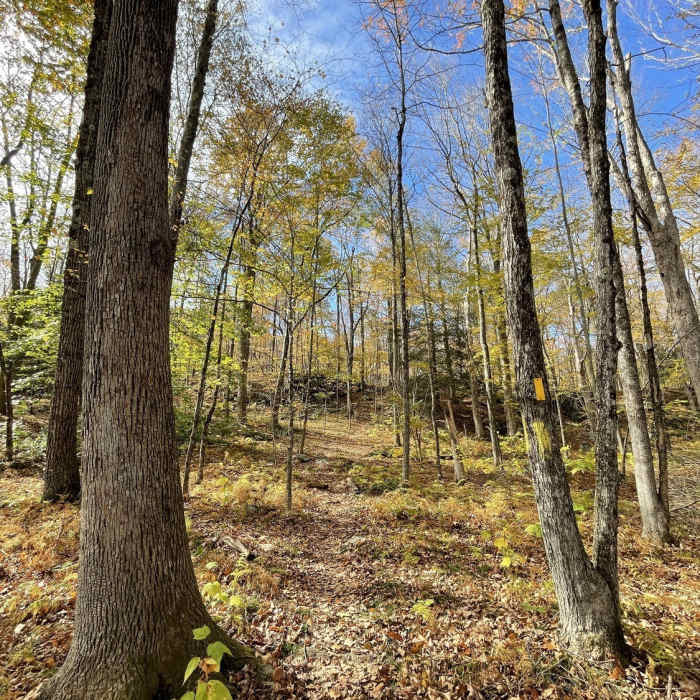 Near Yellow Trail