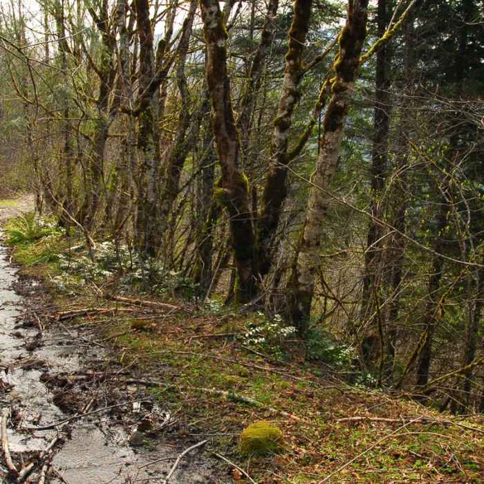 Near Eagle Creek Hike (Clackamas River Tributary)