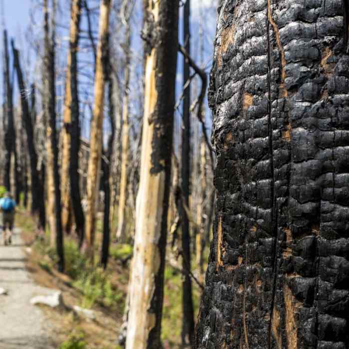 Near Baker Lake Hike