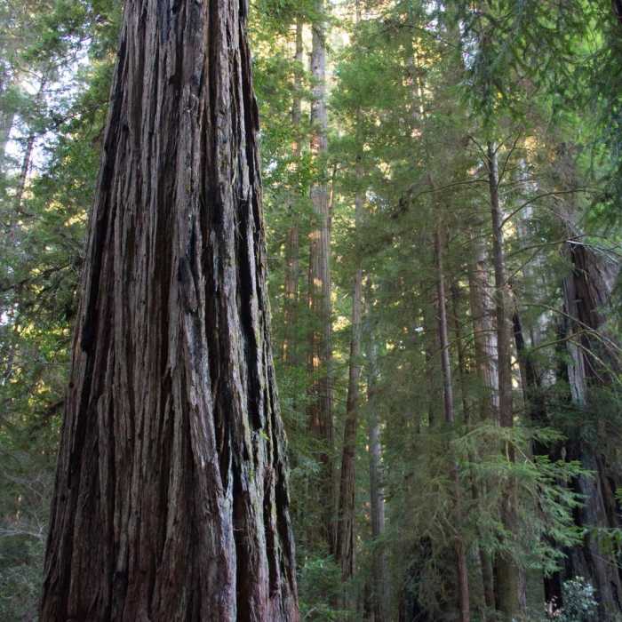 Near Stout Memorial Grove