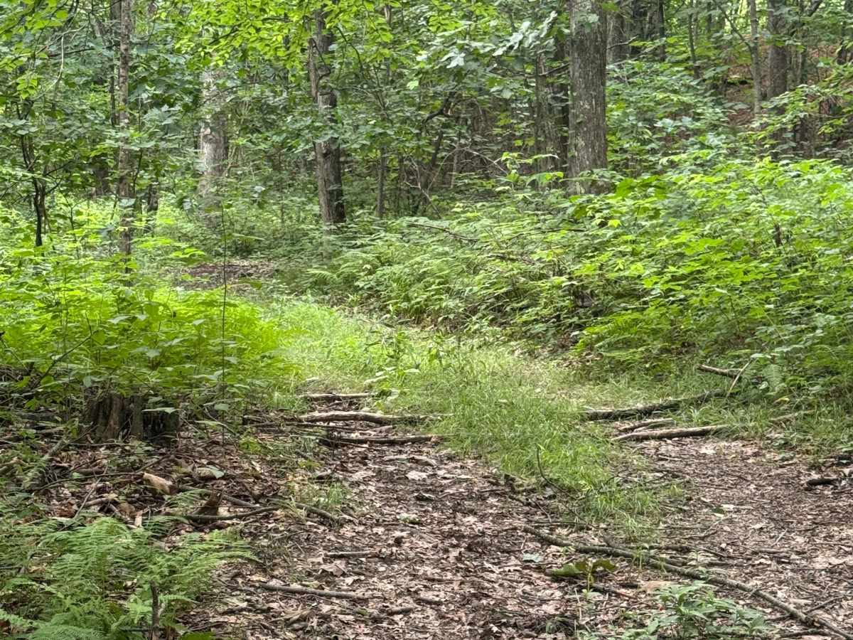 Trail 90 trail photo