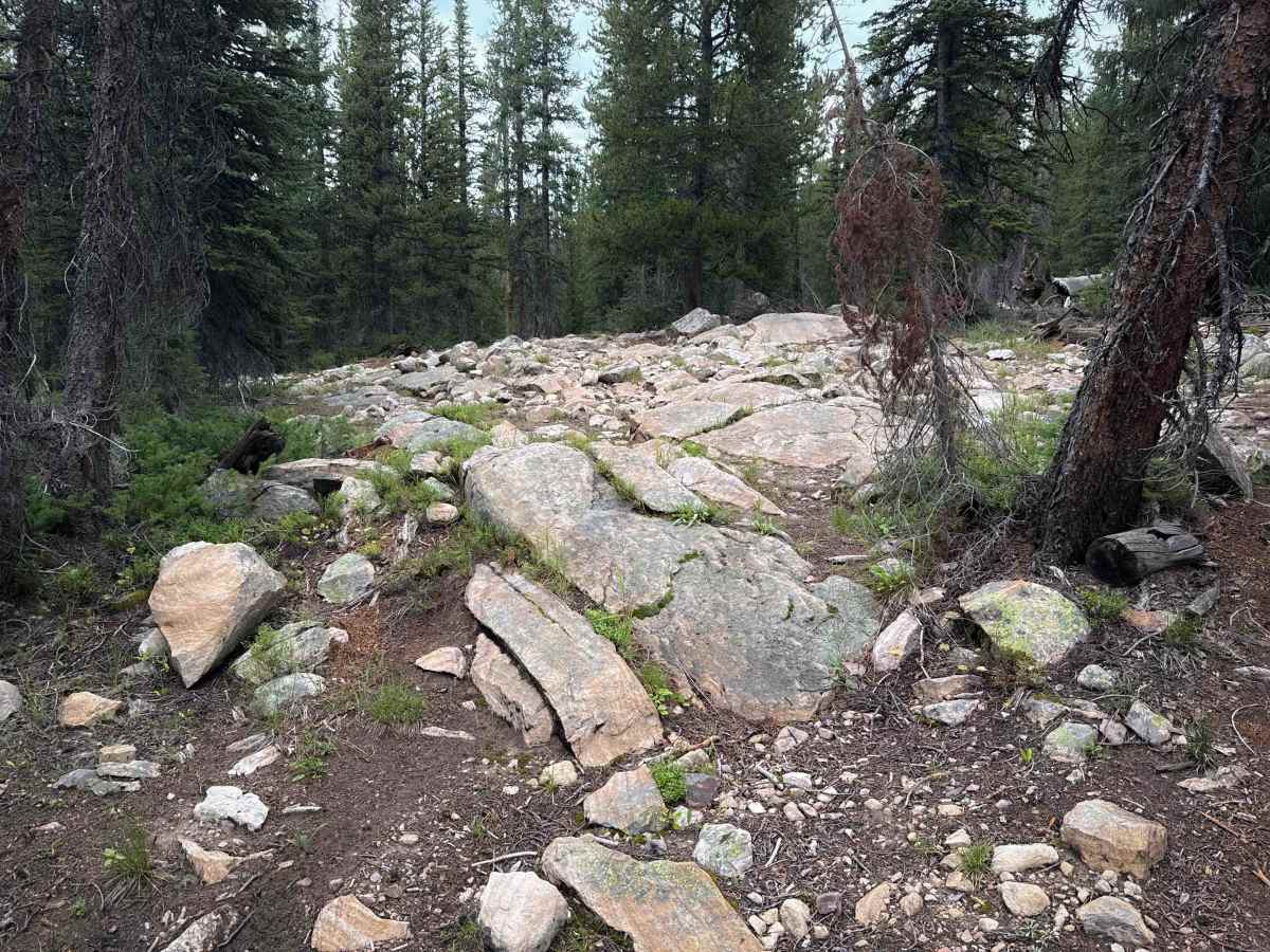 Bushwhack - FS 307 trail photo