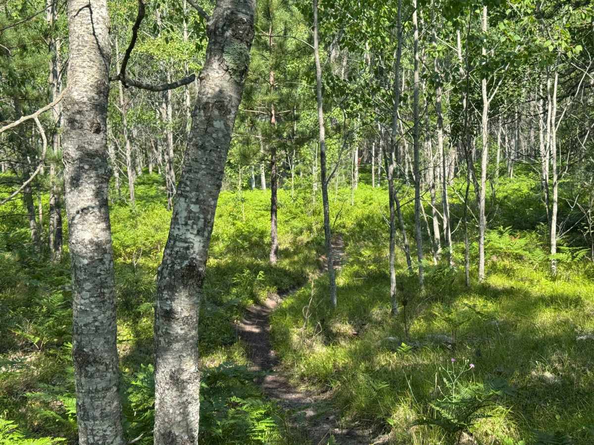 Moss Lake Motorcycle Trail photo 6