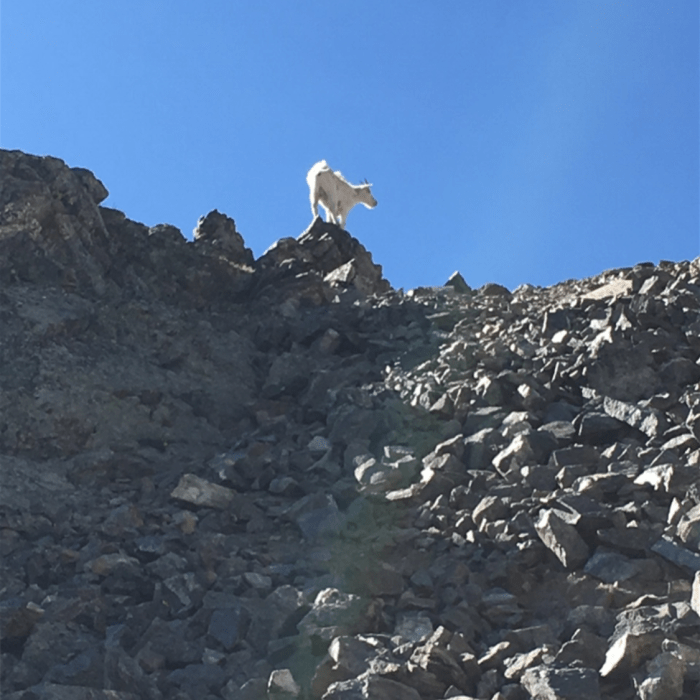 Near Gray's and Torrey's from Loveland Pass (The Loveland Double)