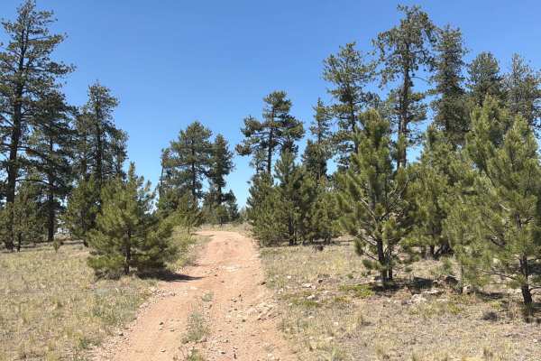 Wiggler Loop Road - FS 243.1B