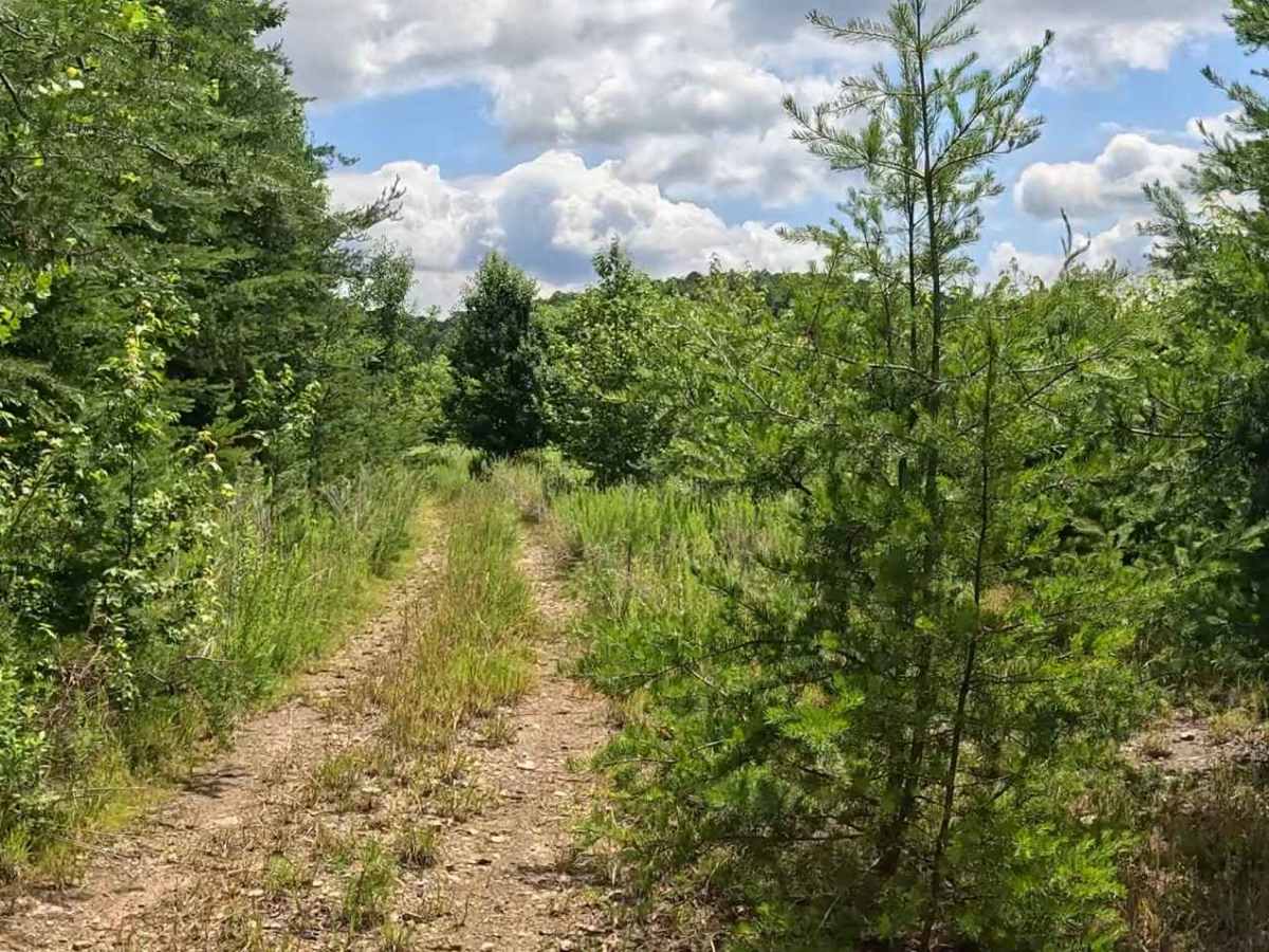 Q50D trail photo