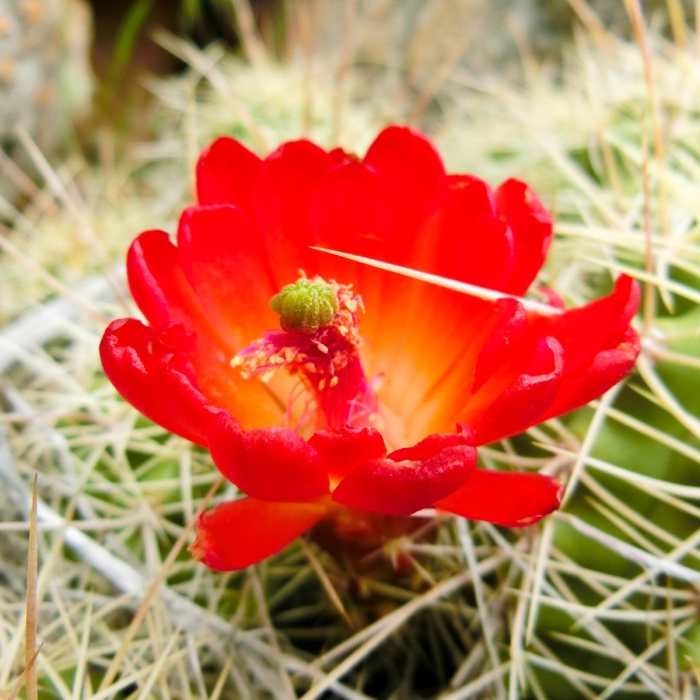 Near Notch Peak Hike