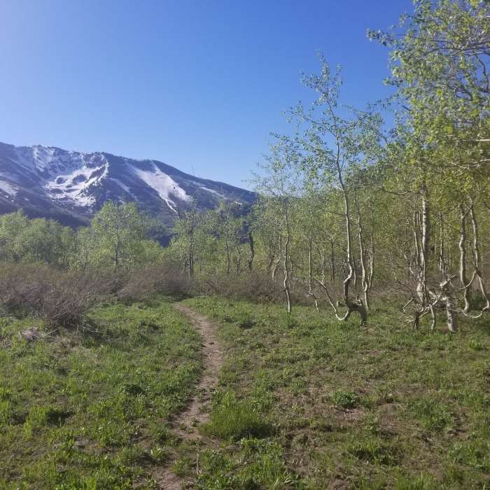 Near Slate Canyon Trail #061