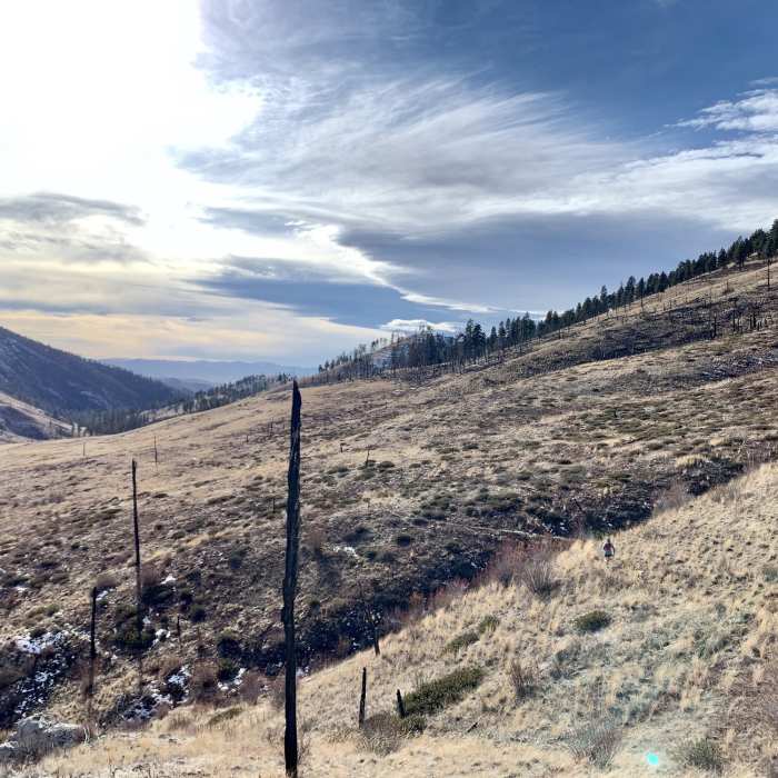 Near Big Log Gulch Trail #252
