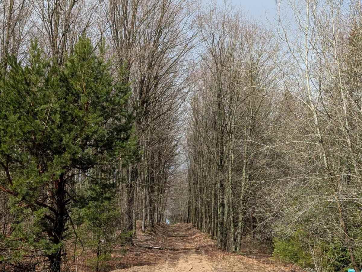 Hardwood Lane photo 4