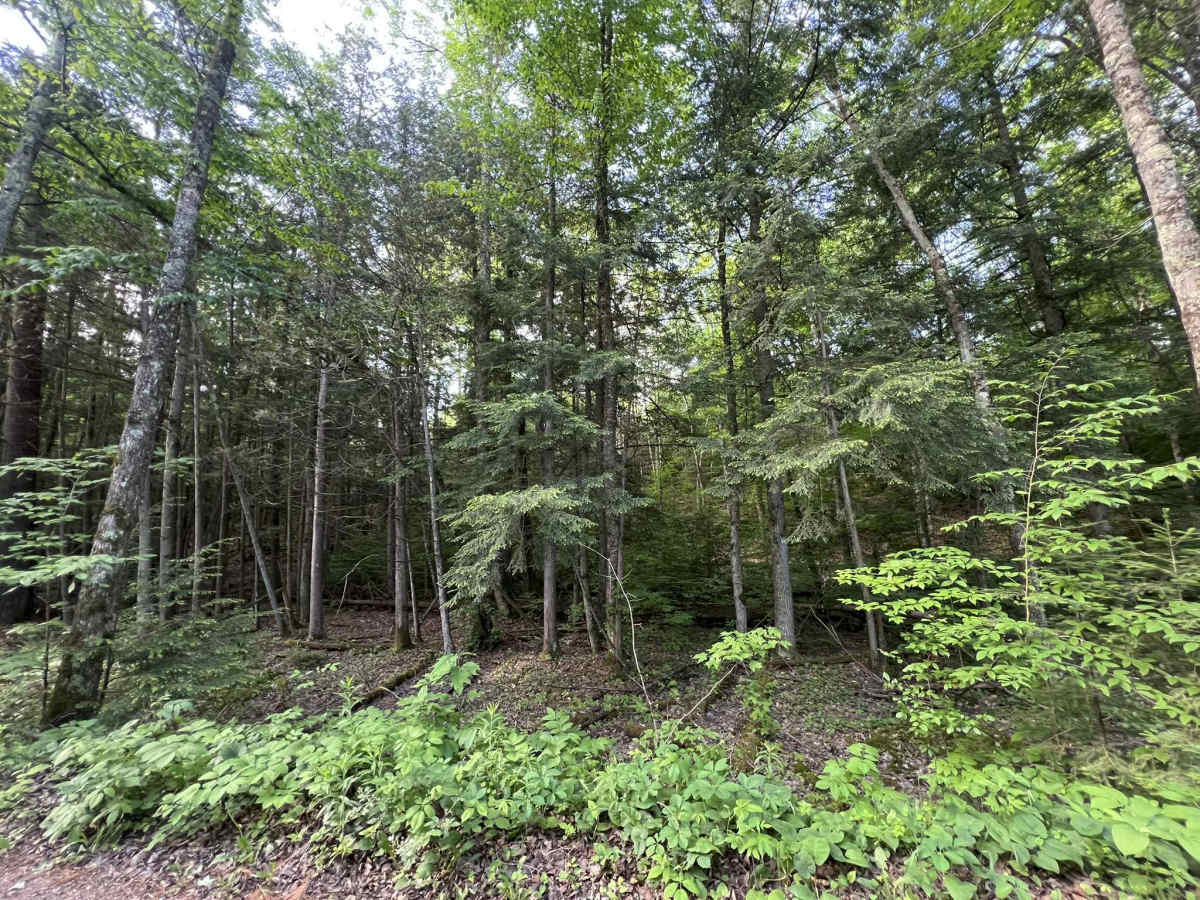 Bonita Road - FS 2112 photo 3