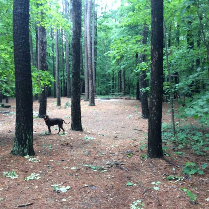 Jefferson Memorial Forest. 10 minutes from my home, hundred miles from anything! Near Red Trail