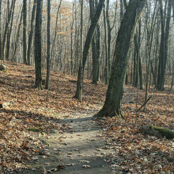 Great wooded sections of the Cedar Lakes Segment. Near Kame Loop Trail