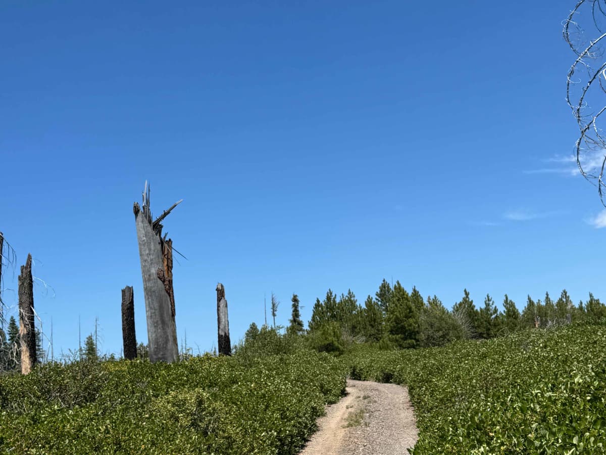 Alder Spring - FS 1149 photo 5