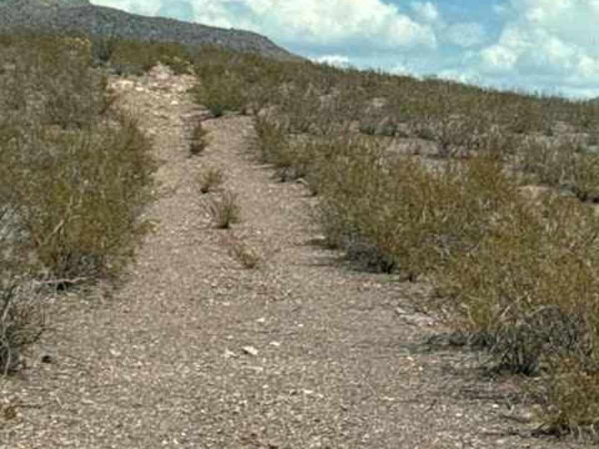 BLM PE1141 photo 2