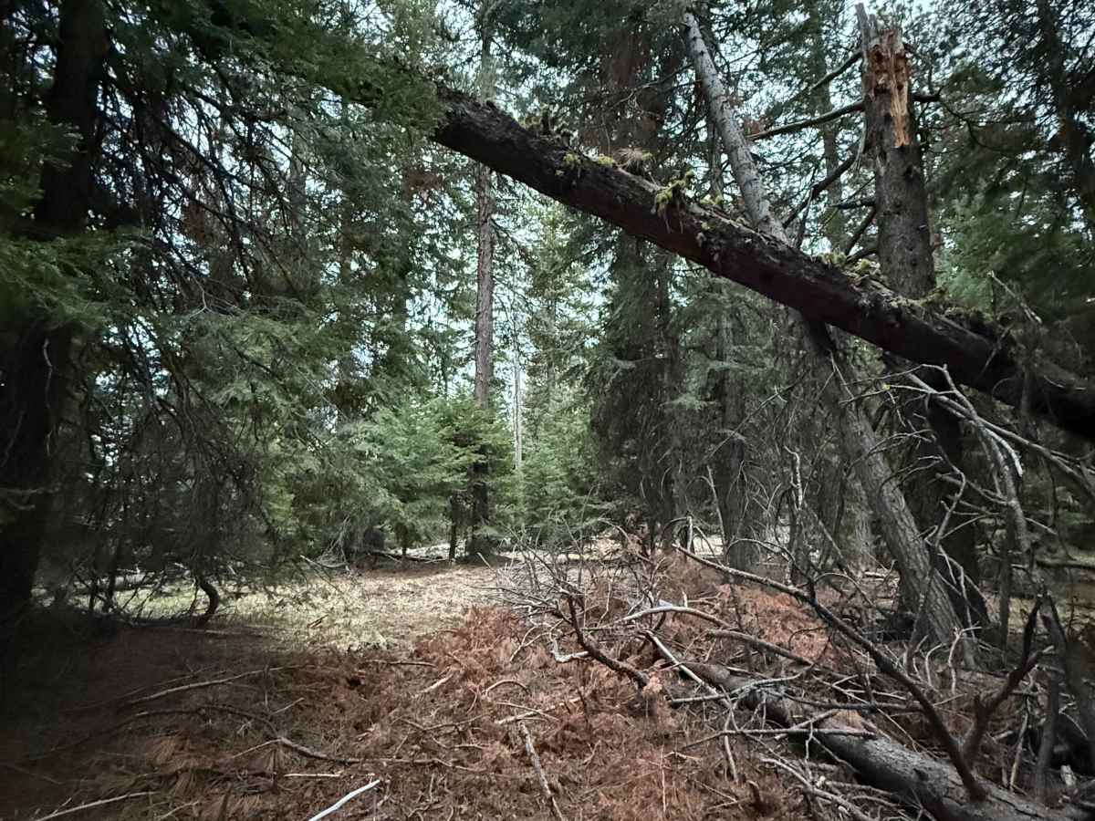 Wildcat Mountain Trail - FS 3350 photo 4
