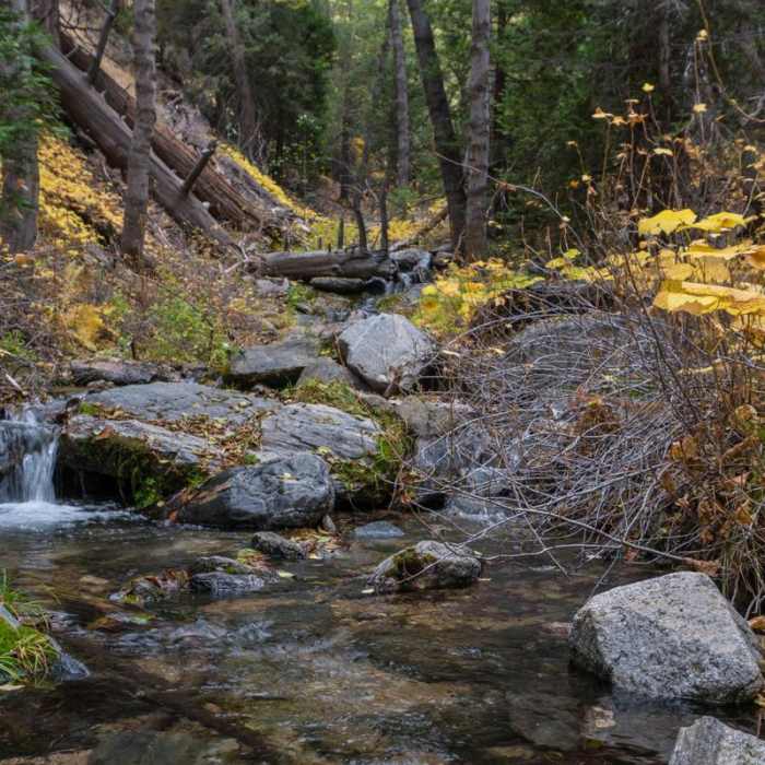 Near San Gorgonio via Momyer Creek Trail + Vivian Creek Trail