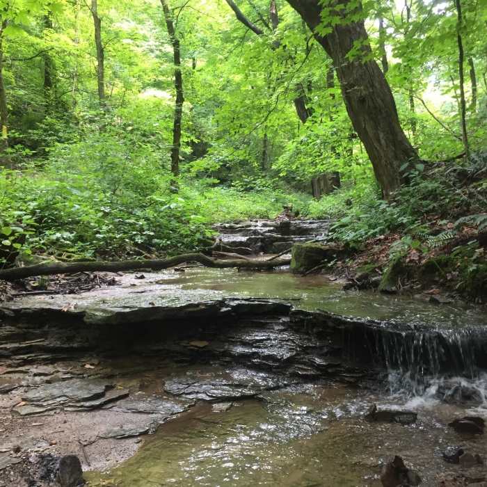Falling Run Creek in the spring, when flows are high Near Vandalia Trail