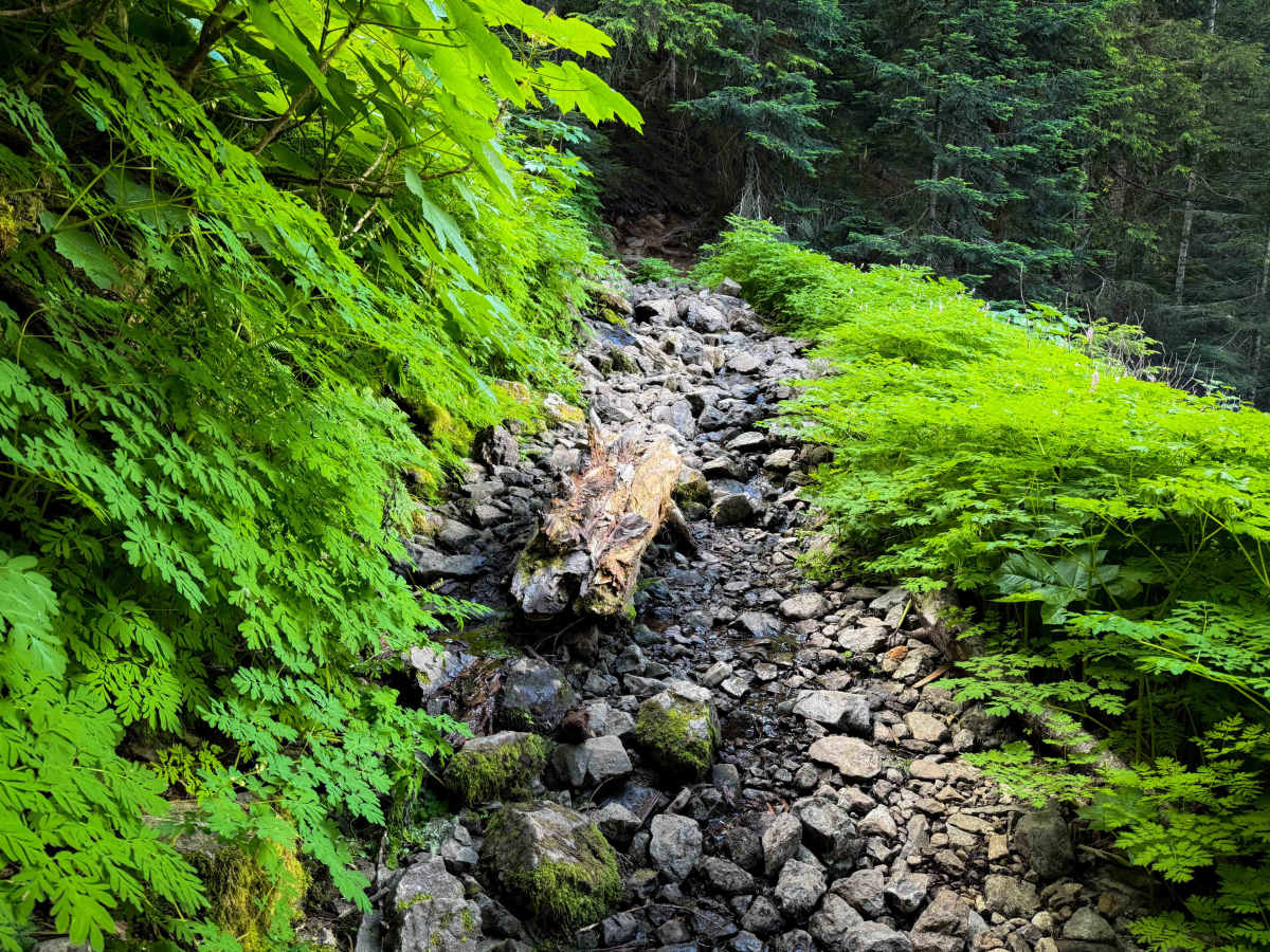 Teeley Creek 251  trail photo